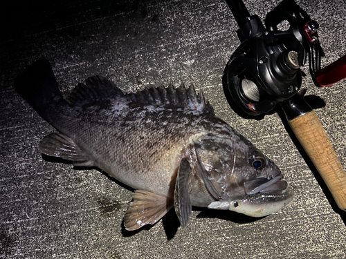 クロソイの釣果