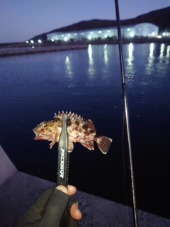 カサゴの釣果