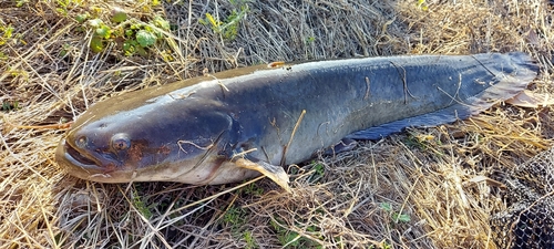 ナマズの釣果