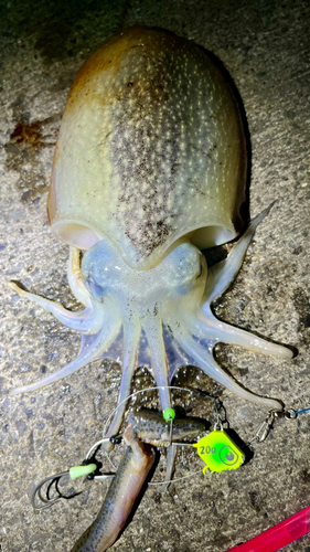 シリヤケイカの釣果