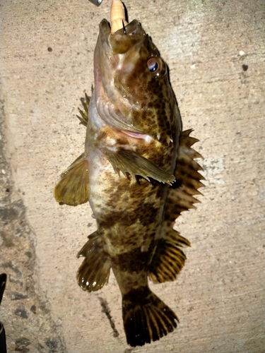 タケノコメバルの釣果