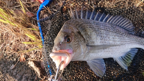 キビレの釣果