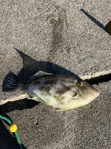 カワハギの釣果