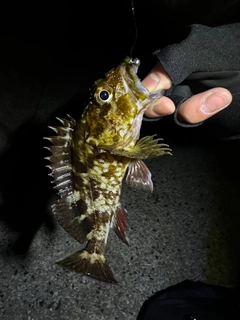 タケノコメバルの釣果