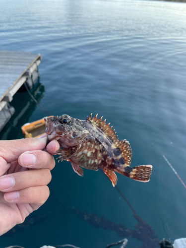 カサゴの釣果