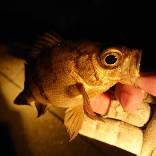 メバルの釣果