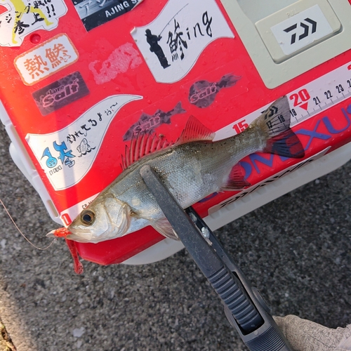 セイゴ（ヒラスズキ）の釣果