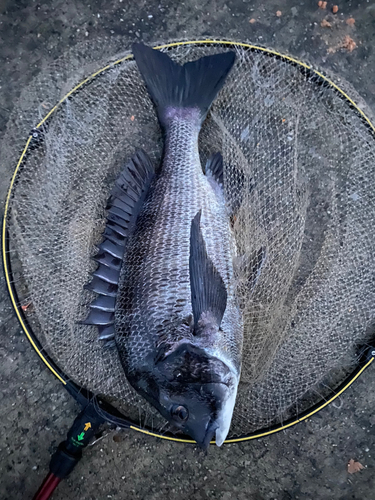 クロダイの釣果