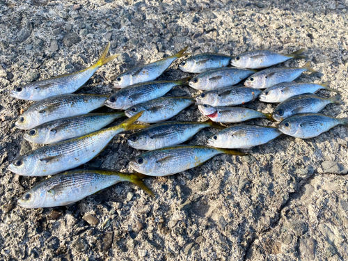 タカベの釣果