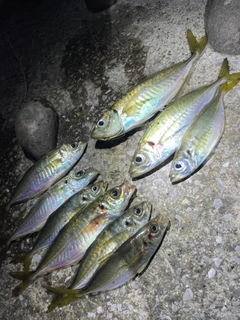 アジの釣果