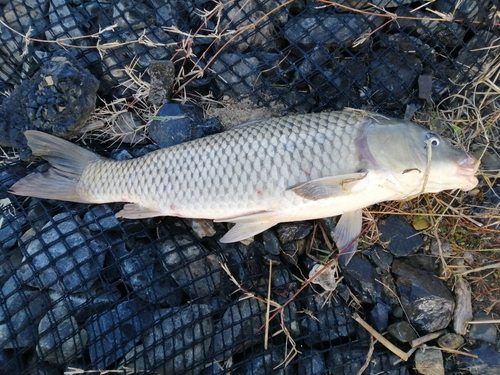 コイの釣果