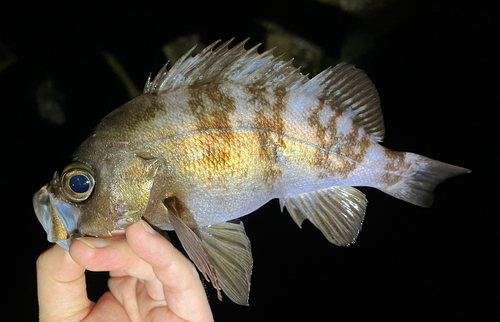 メバルの釣果