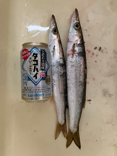 カマスの釣果