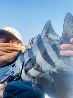 イシダイの釣果