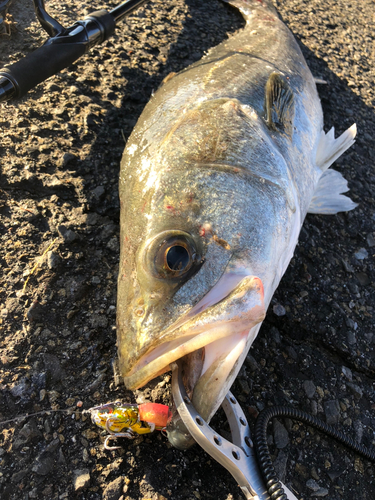 スズキの釣果