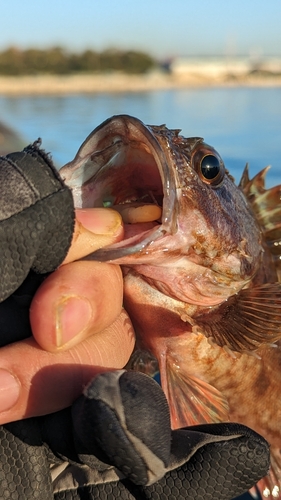 アラカブの釣果