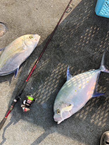 ナンヨウカイワリの釣果