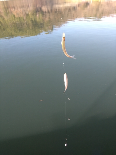 ワカサギの釣果