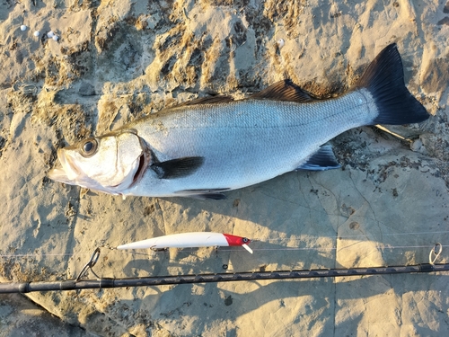 ヒラスズキの釣果