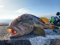 シマソイの釣果