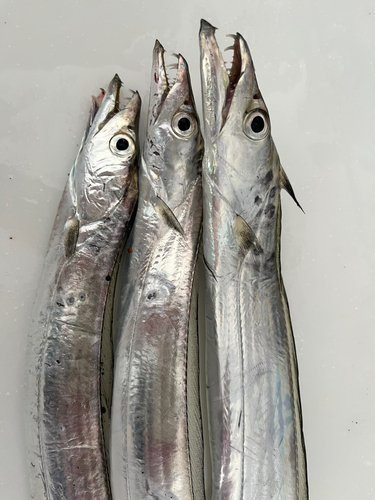 タチウオの釣果