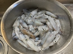 ヒイカの釣果