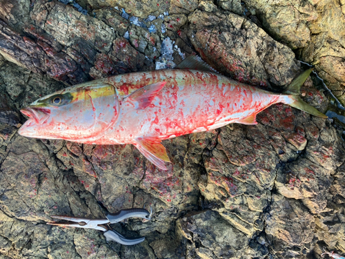 ハマチの釣果