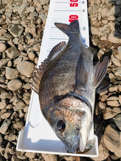 ミナミクロダイの釣果