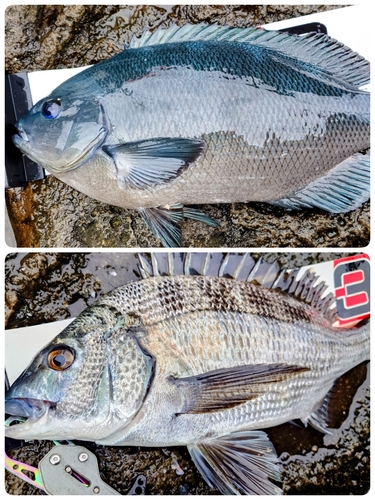 クチブトグレの釣果