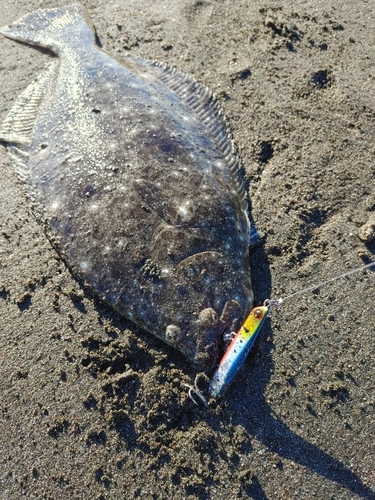 ヒラメの釣果