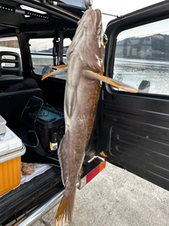 アイナメの釣果