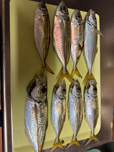 アジの釣果