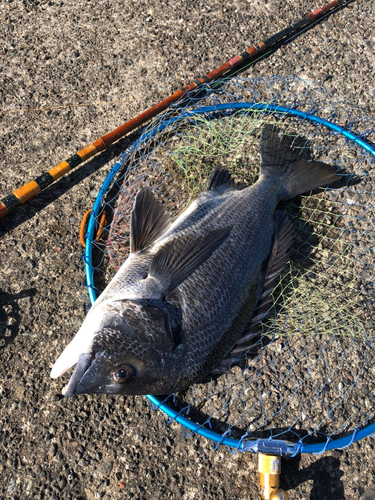 クロダイの釣果