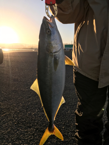 ヤズの釣果