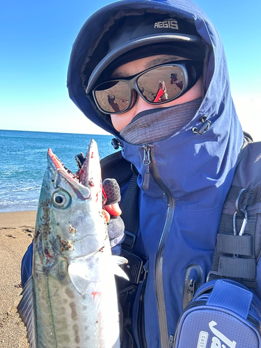 サゴシの釣果