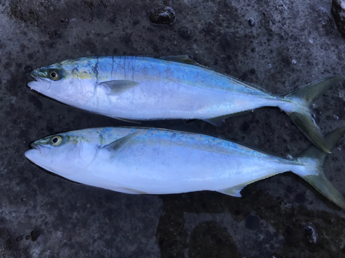 ハマチの釣果