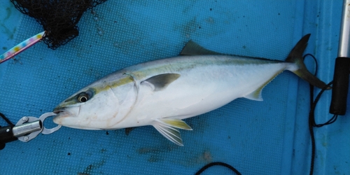 ハマチの釣果