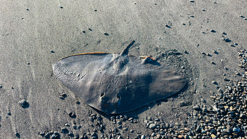 ツバクロエイの釣果