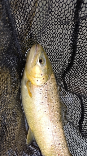 ブラウントラウトの釣果