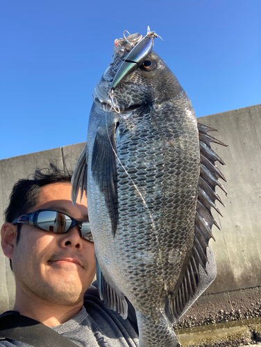 チヌの釣果