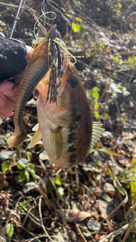 ラージマウスバスの釣果