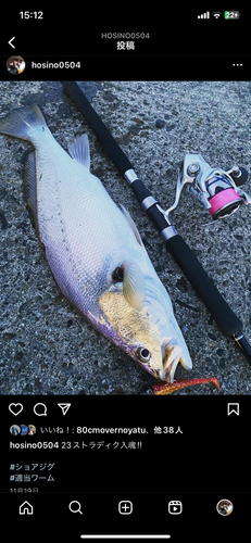 ニベの釣果