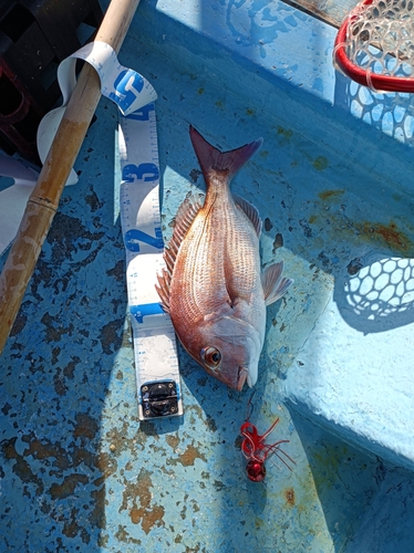 マダイの釣果