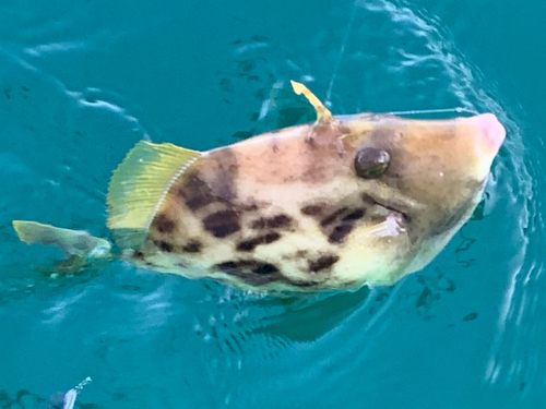 カワハギの釣果