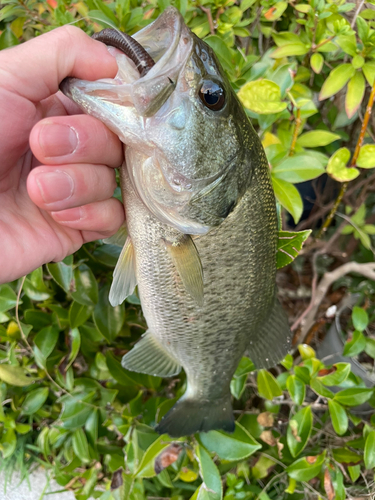 ブラックバスの釣果