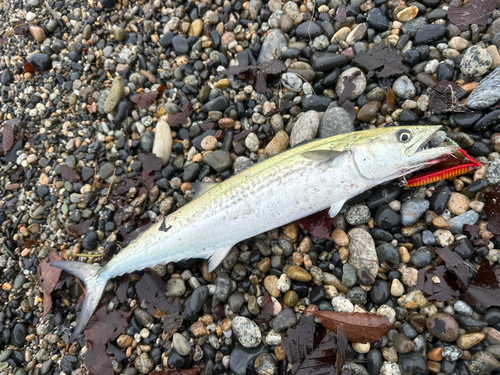 サゴシの釣果