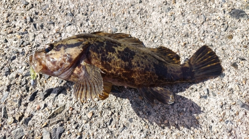 ベッコウゾイの釣果