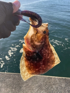 ソゲの釣果