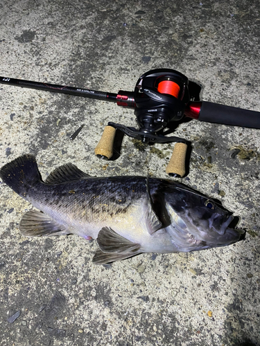 クロソイの釣果