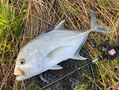 ロウニンアジの釣果